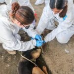 AGRICULTURA intensifica medidas para el control y erradicación del gusano barrenador del ganado en territorio nacional