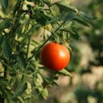 ESTUDIANTE DE CHAPINGO SIENTA LAS BASES PARA EL DESARROLLO DE GENOTIPOS DE JITOMATE CON MAYOR RESISTENCIA A LA SEQUÍA Y LA SALINIDAD