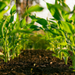 La regeneración del suelo: clave para la resiliencia del campo en México