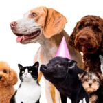 Más años juntos: una nueva forma de acompañar a las mascotas que envejecen