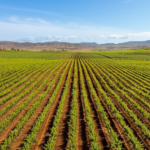 BAJA CALIFORNIA DA LA BIENVENIDA A LAS FIESTAS DE LA VENDIMIA 2026, LA GRAN CELEBRACIÓN DEL VINO MEXICANO