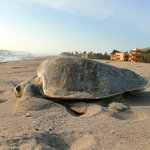 Dreams Estrella del Mar Mazatlán implementa acciones que cuidan la flora y la fauna de la propiedad
