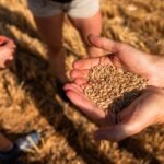 La cerveza mexicana: una historia de campo, talento y orgullo por México
