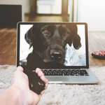 Valida y acompaña el duelo por tu mascota: ¿Qué espacios me pueden ayudar?